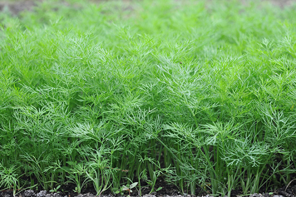 7 видов зелени, которые должны расти на каждом огороде